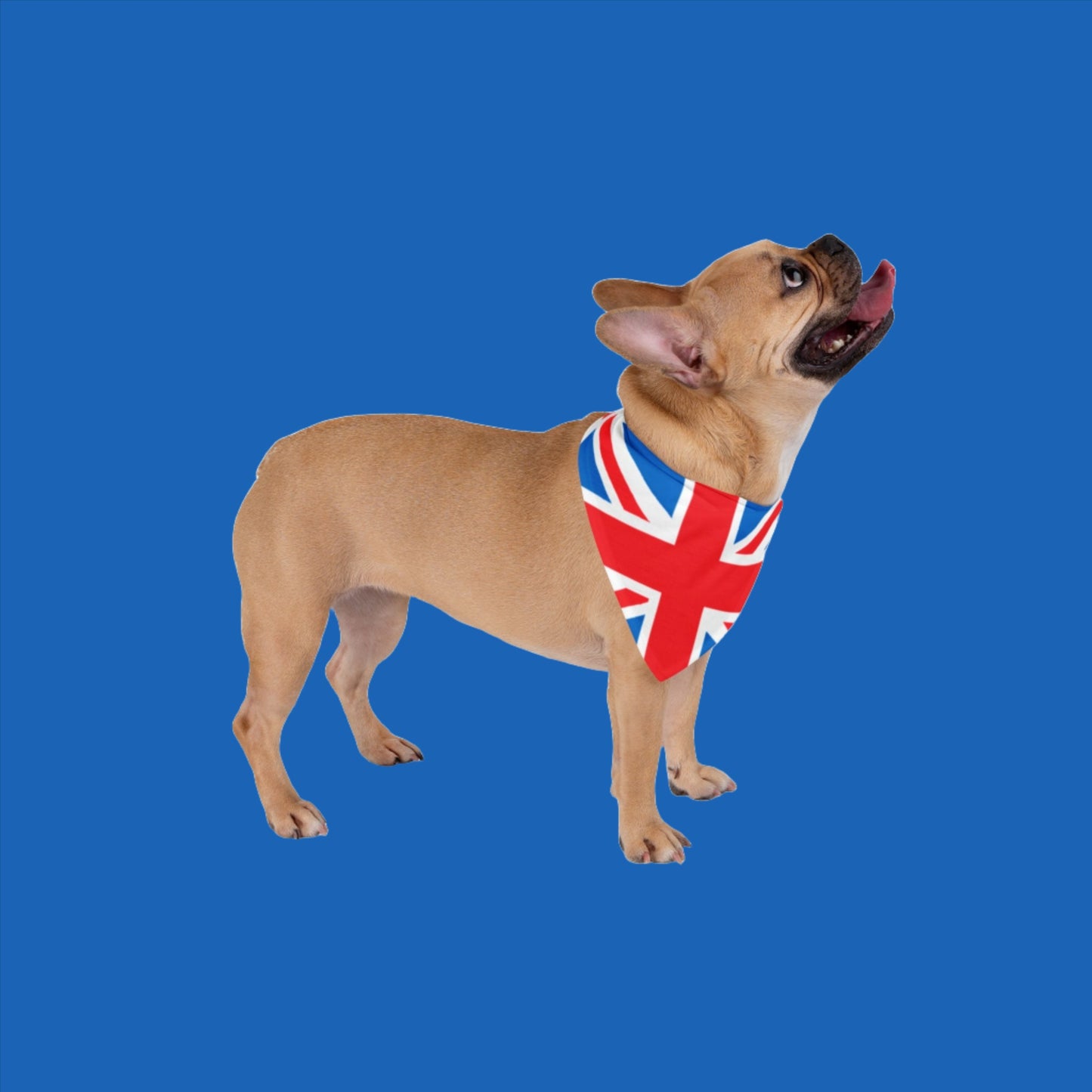 Union Jack themed- Pet Bandana - Sniff Waggle And Walk