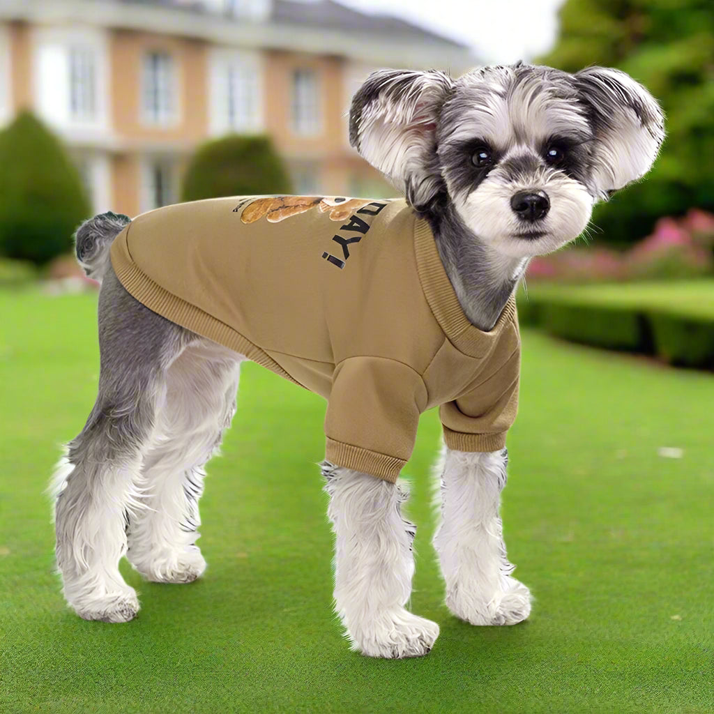 "Small dog wearing a soft brown teddy bear-style pullover sweater, made from 100% cotton, ideal for warmth and comfort."