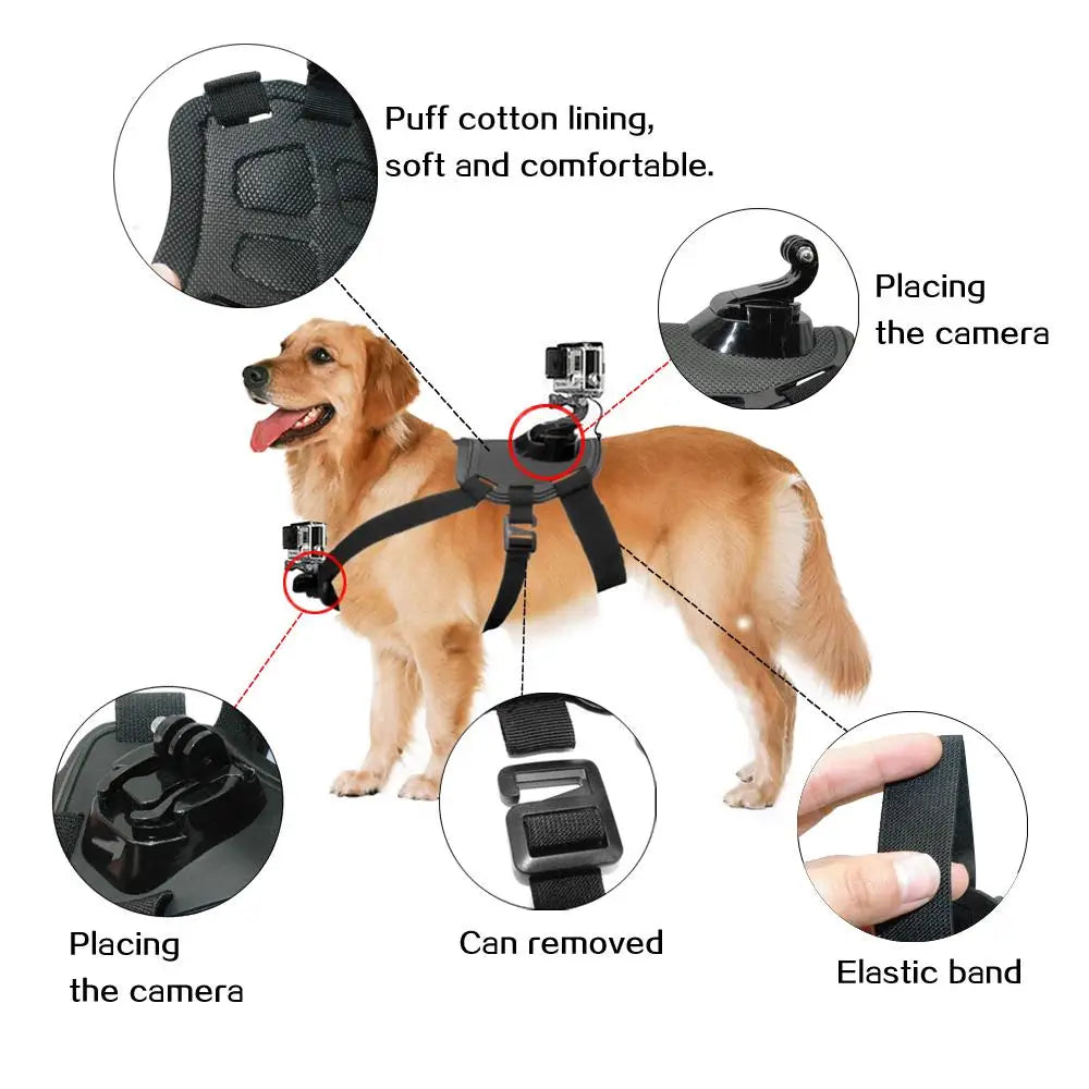Large dog wearing black padded camera mount harness showing chest plate and strap adjusters