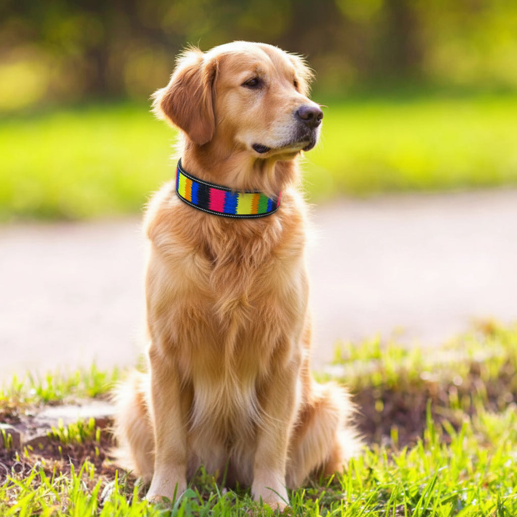 Dog wearing a colorful collar sitting on grass with a blurred natural background