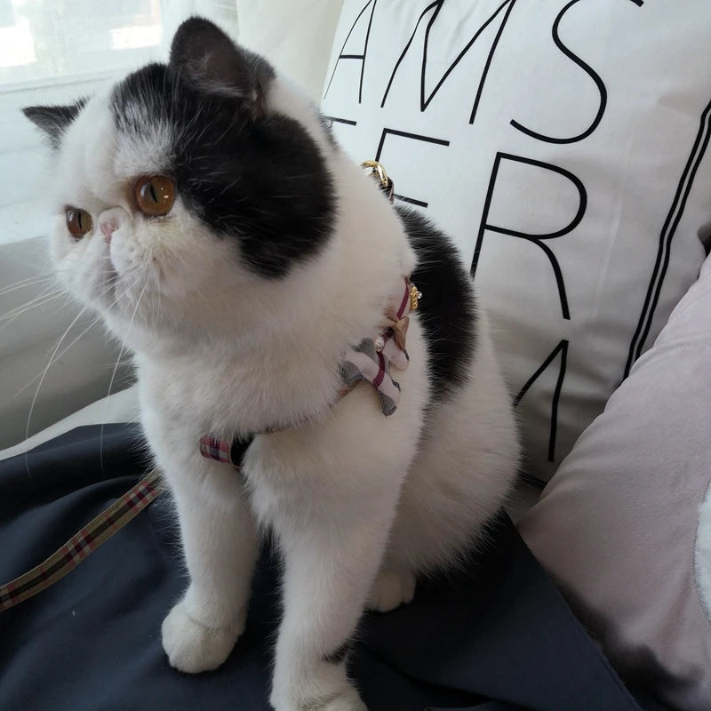 Small dog plaid harness with matching leash for stylish walks