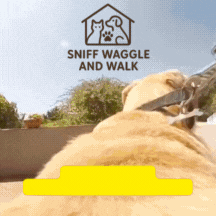 PupCam POV Adventure Harness – Adjustable Chest & Back GoPro Mount for Dogs