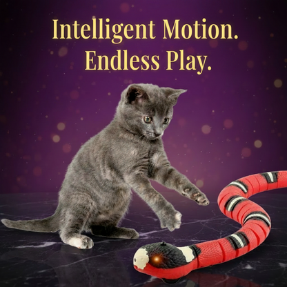 Tabby cat in hunting crouch stalking a red and black motorised snake toy on a white surface, red LED eye glowing