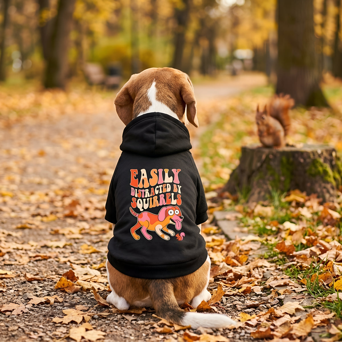 Beagle wearing the black Easily Distracted by Squirrels Dog Hoodie, looking at a squirrel — SniffWaggleNWalk™