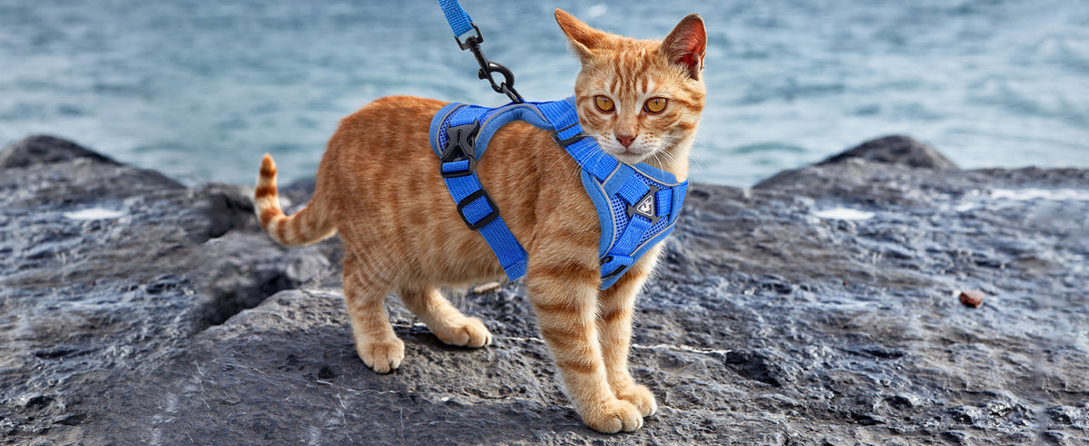 Orange cat in a blue cat harness on rocks
