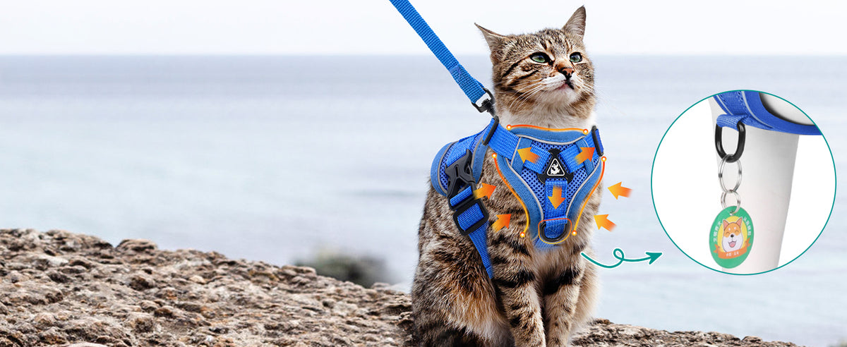 Cat in a blue cat harness with leash by the sea
