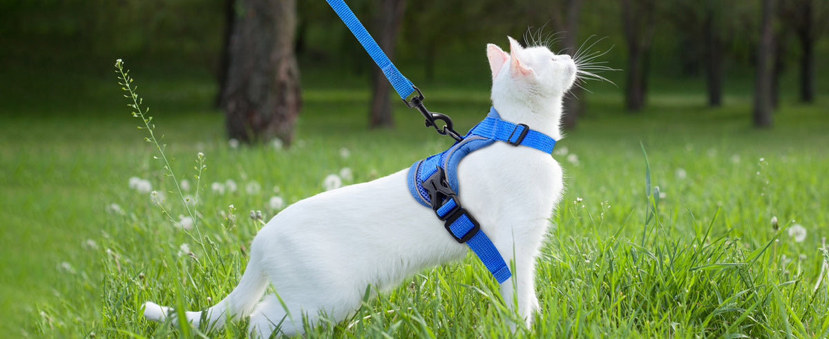 White cat wearing a blue harness and leash on grass