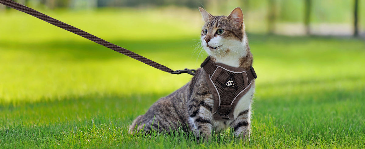 Tabby cat wearing a brown harness and leash on grass