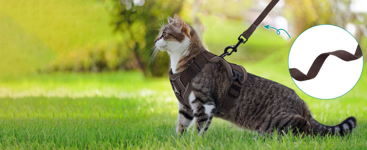 Cat in a brown harness with soft nylon leash on grass