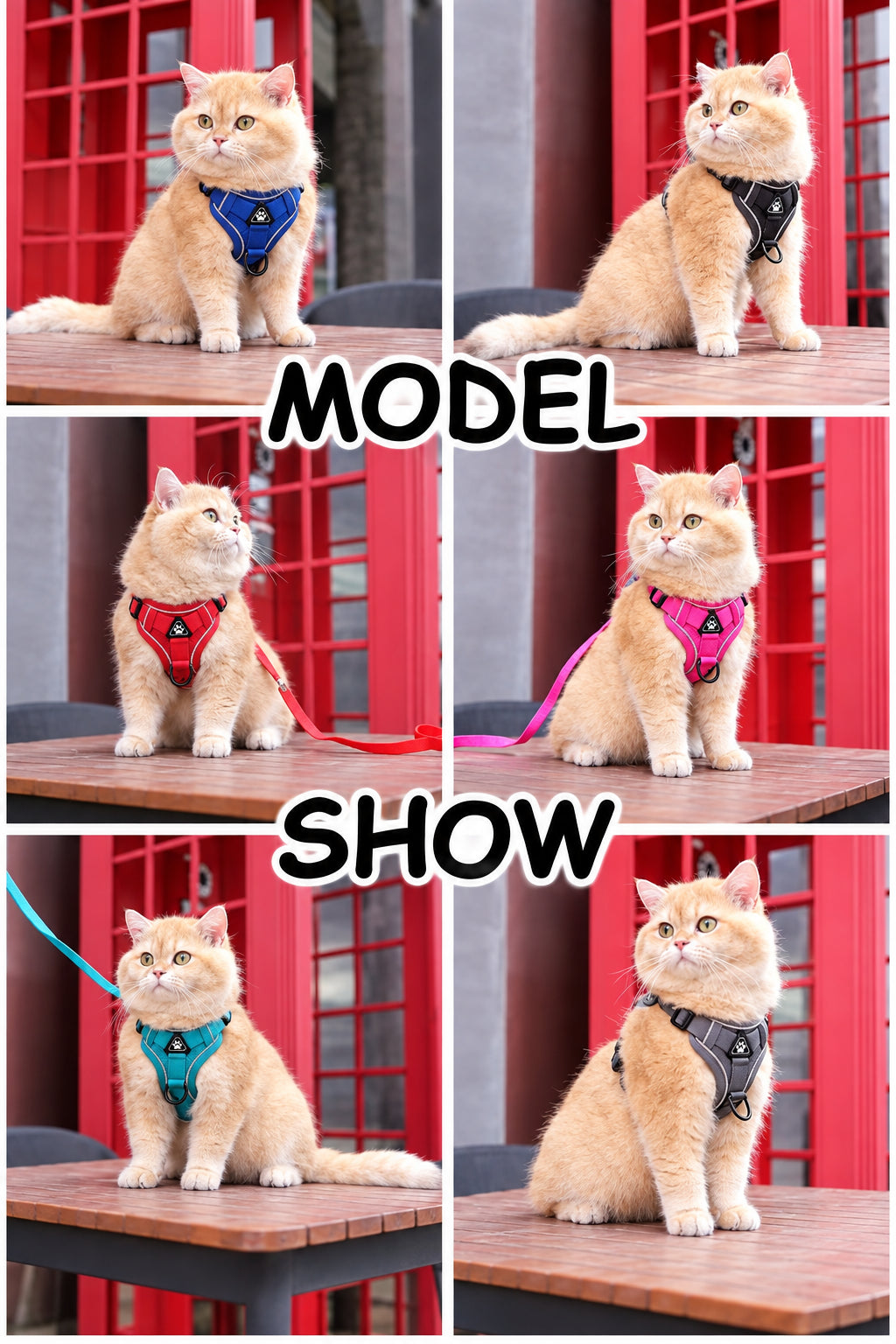 Cat modelling cat harnesses in several colours