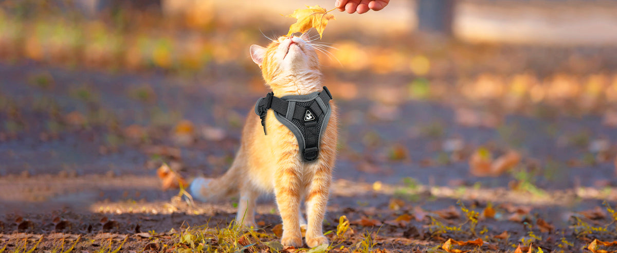 Orange cat in a grey cat harness outdoors in autumn