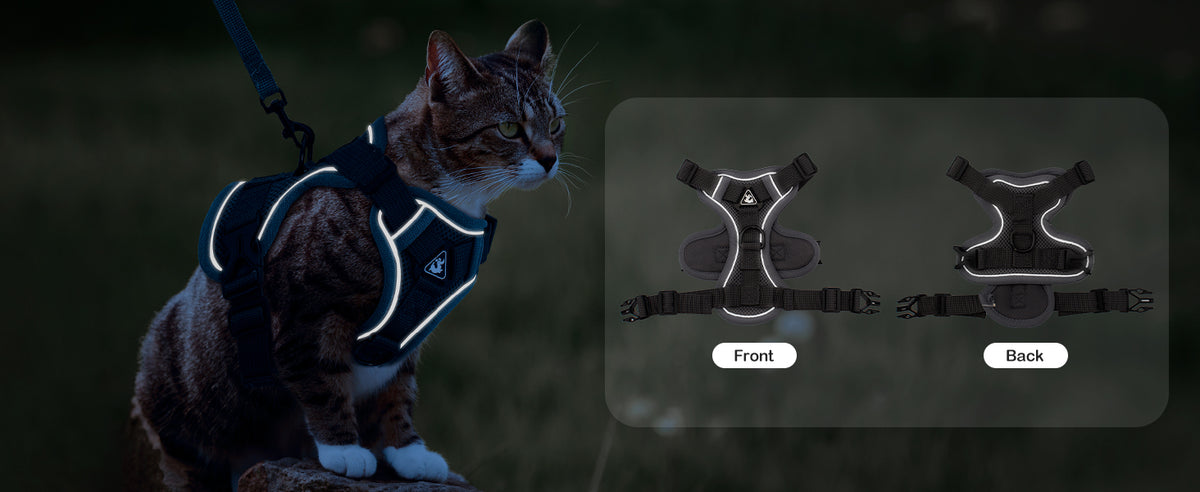 Cat wearing a reflective harness in the dark with front and back views