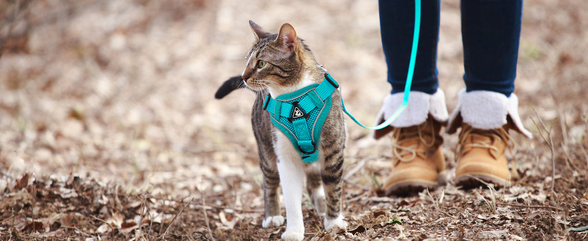 Tabby cat walking in a teal harness and leash