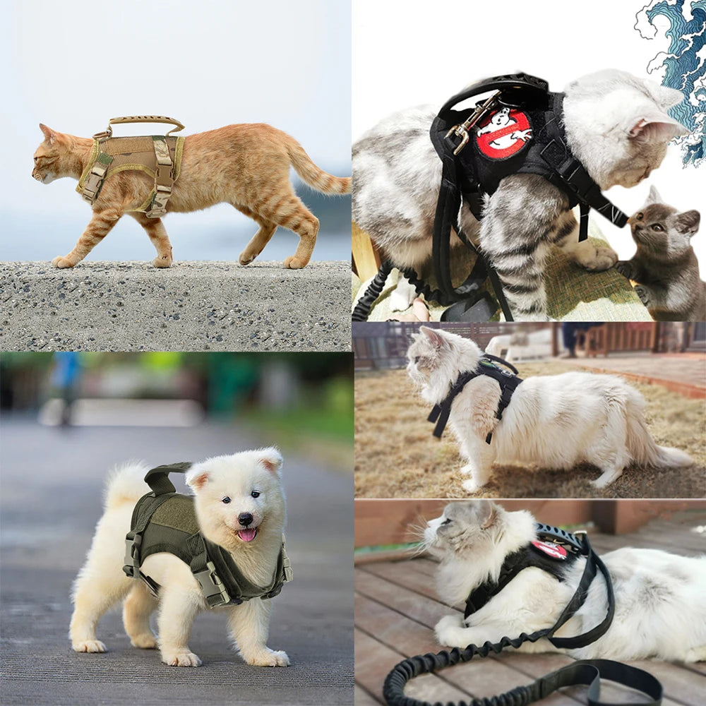 Cats and a small dog wearing tactical harness vests