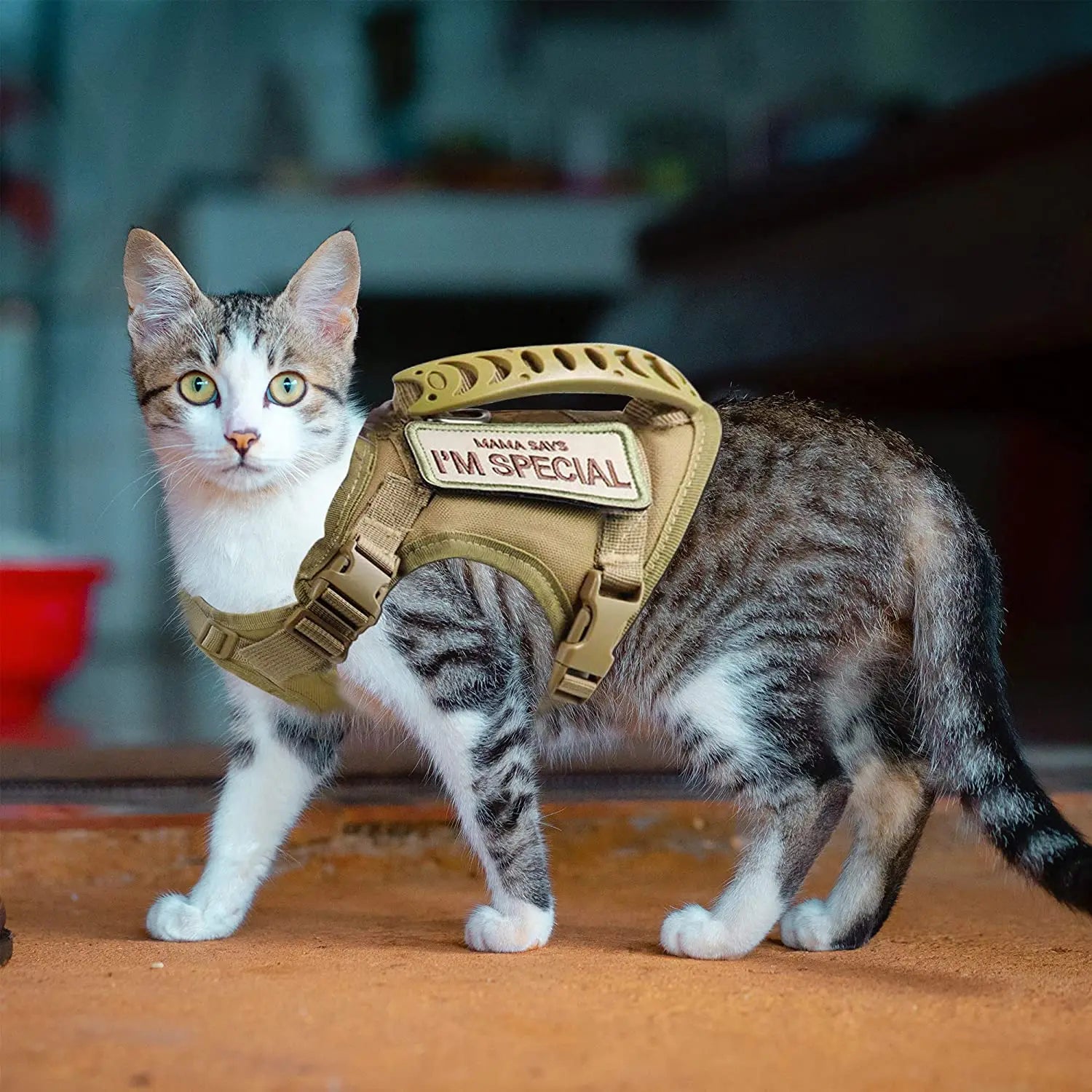 Cat wearing a tan tactical cat harness vest with handle