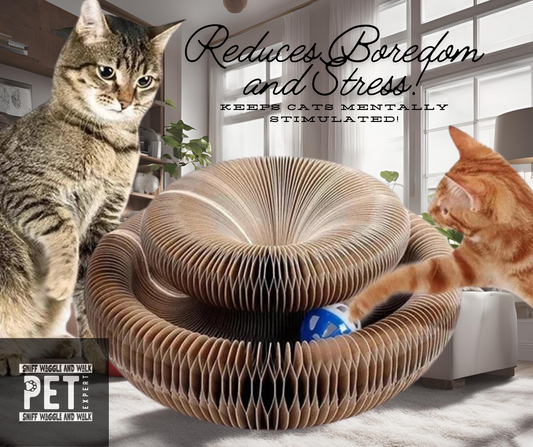 cat toy purplex pursuit