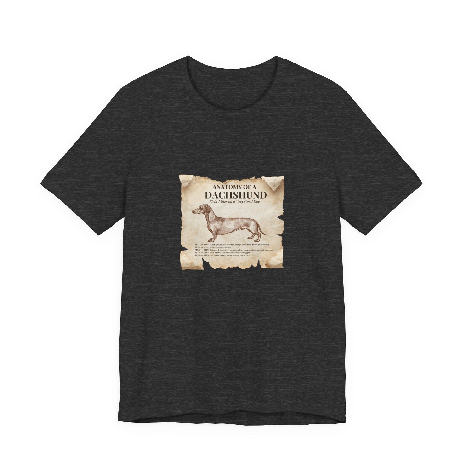 Dachshund Anatomy t-shirt worn on model, three-quarter view