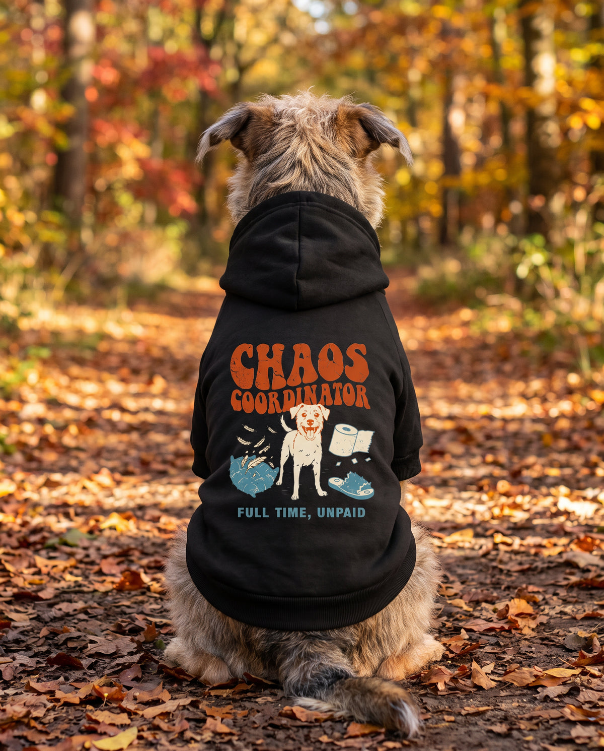 Dog sitting on an autumn path wearing the black Chaos Coordinator Dog Hoodie, back view — SniffWaggleNWalk™