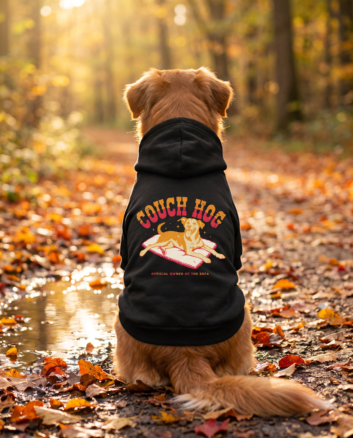 Dog sitting on an autumn path wearing the black Couch Hog Dog Hoodie, back view — SniffWaggleNWalk™