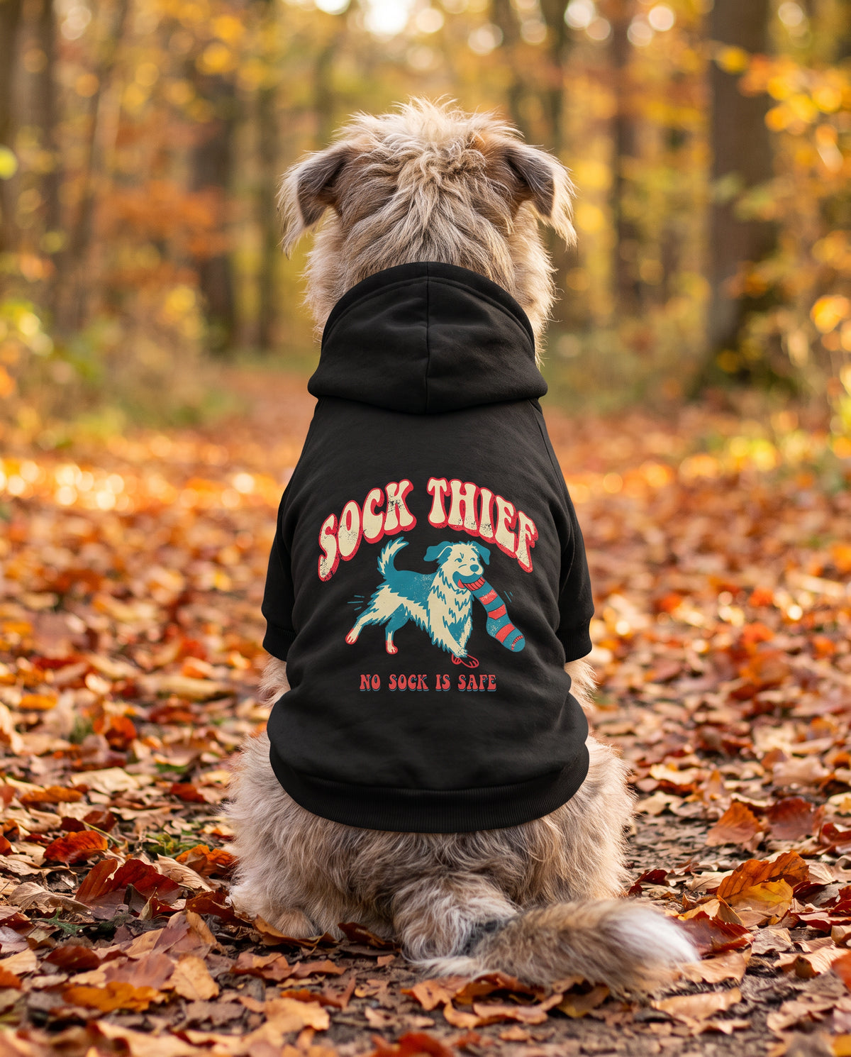 Dog sitting on an autumn path wearing the black Sock Thief Dog Hoodie, back view — SniffWaggleNWalk™