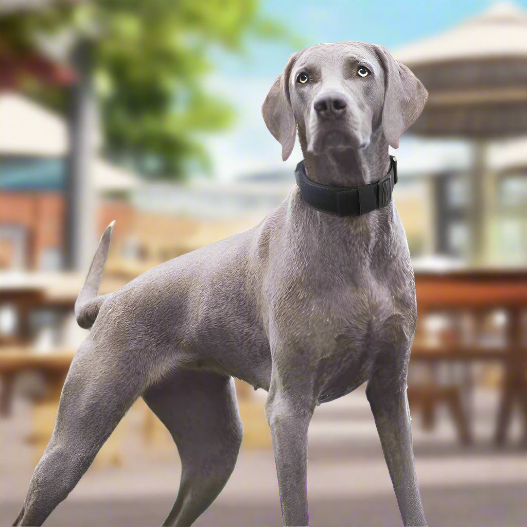 Weimaraner wearing TitanPaw tactical dog collar with locking buckle