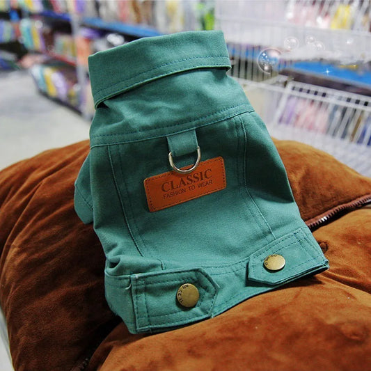 SniffWaggleNWalk DapperPup™ canvas jacket in dark green — Toy Poodle wearing green jacket with lead clipped to D-ring, indoor lifestyle