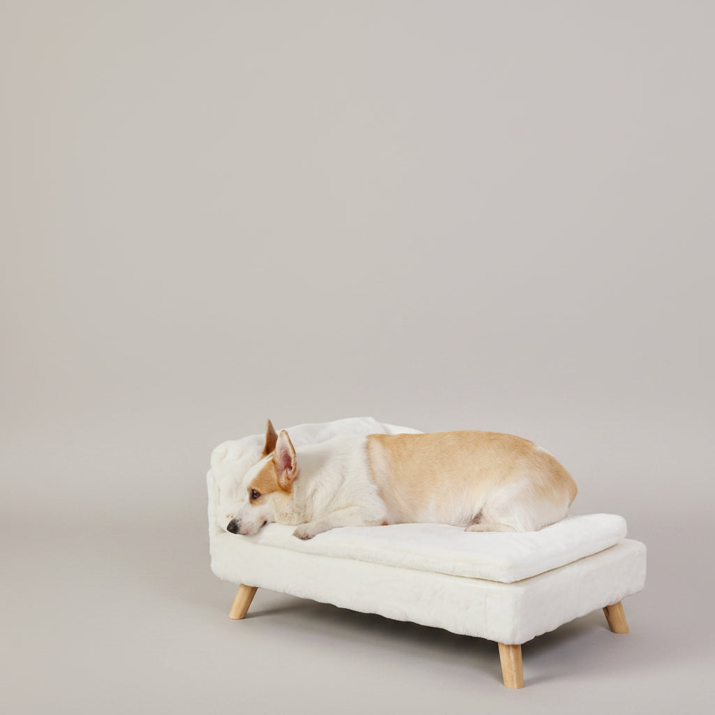luxury pet beds dog on sofa bed