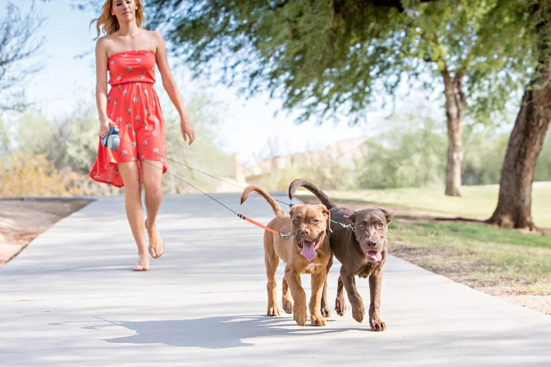 Woman walking two dogs on a path in a park