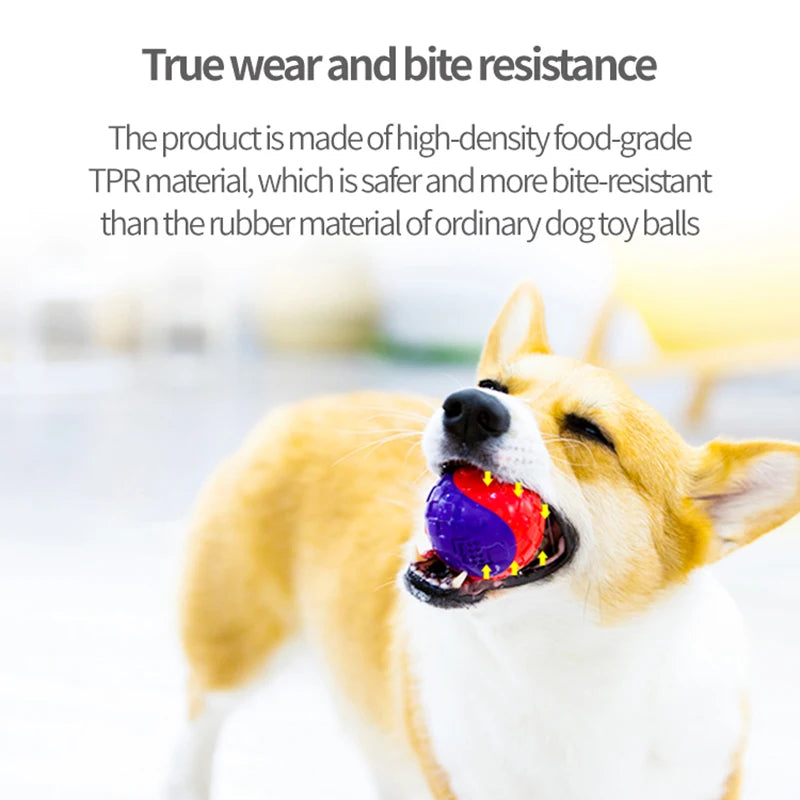 Corgi dog playing with GiGwi TPR ball — anti-swallow integrated squeaker dog toy
