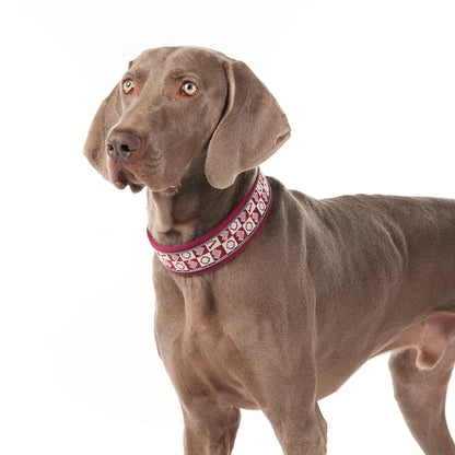 GlowGuard red reflective dog collar worn by Weimaraner — portrait view — SniffWaggleNWalk
