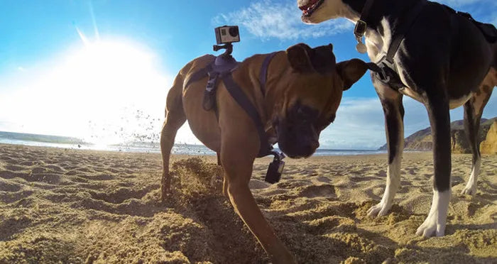 Two dogs on a beach with GoPro action camera mounted on chest harness