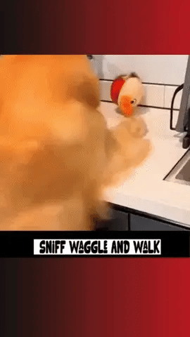 Smart Rolling Dog Toy – USB Rechargeable, Musical Interactive Fun! 🐶🎵