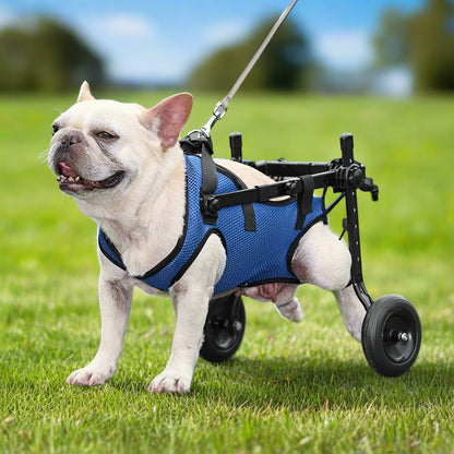 A French bulldog walking on grass with a PawRoll adjustable rear-support wheelchair supporting their hindquarters.
