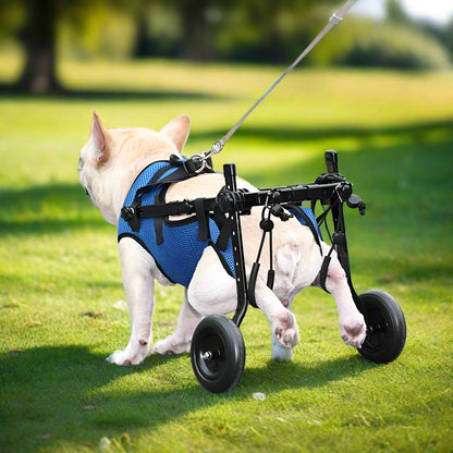 Close-up side view of a French bulldog using a PawRoll adjustable wheelchair on grass, showing harness fit.