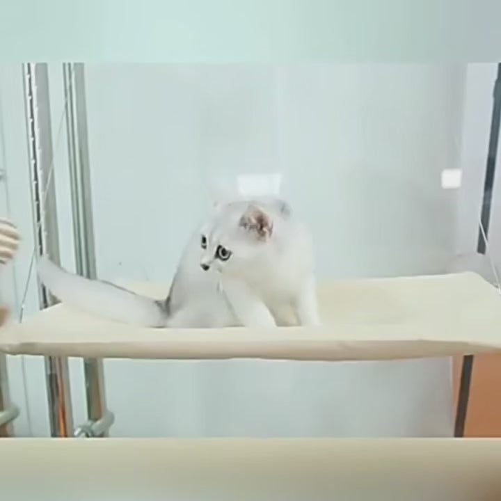 cat hammock video in use