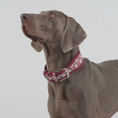Extra-Wide Reflective Dog Collar, Padded Comfort Fit, 4 Colours, M / L / XL — GlowGuard™