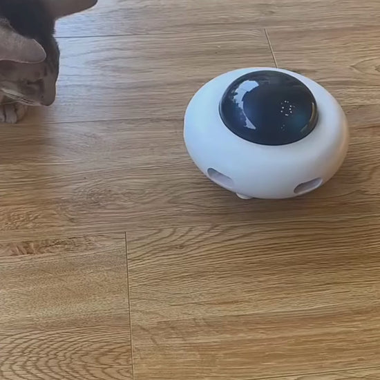 feather teaser cat toy video