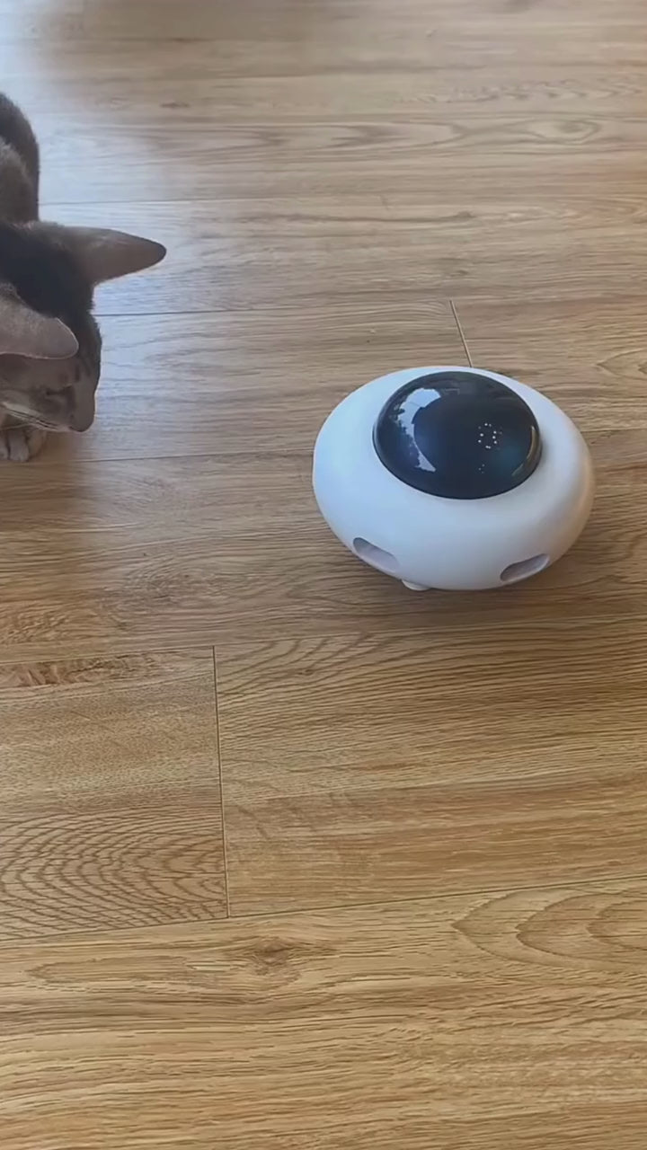 feather teaser cat toy video