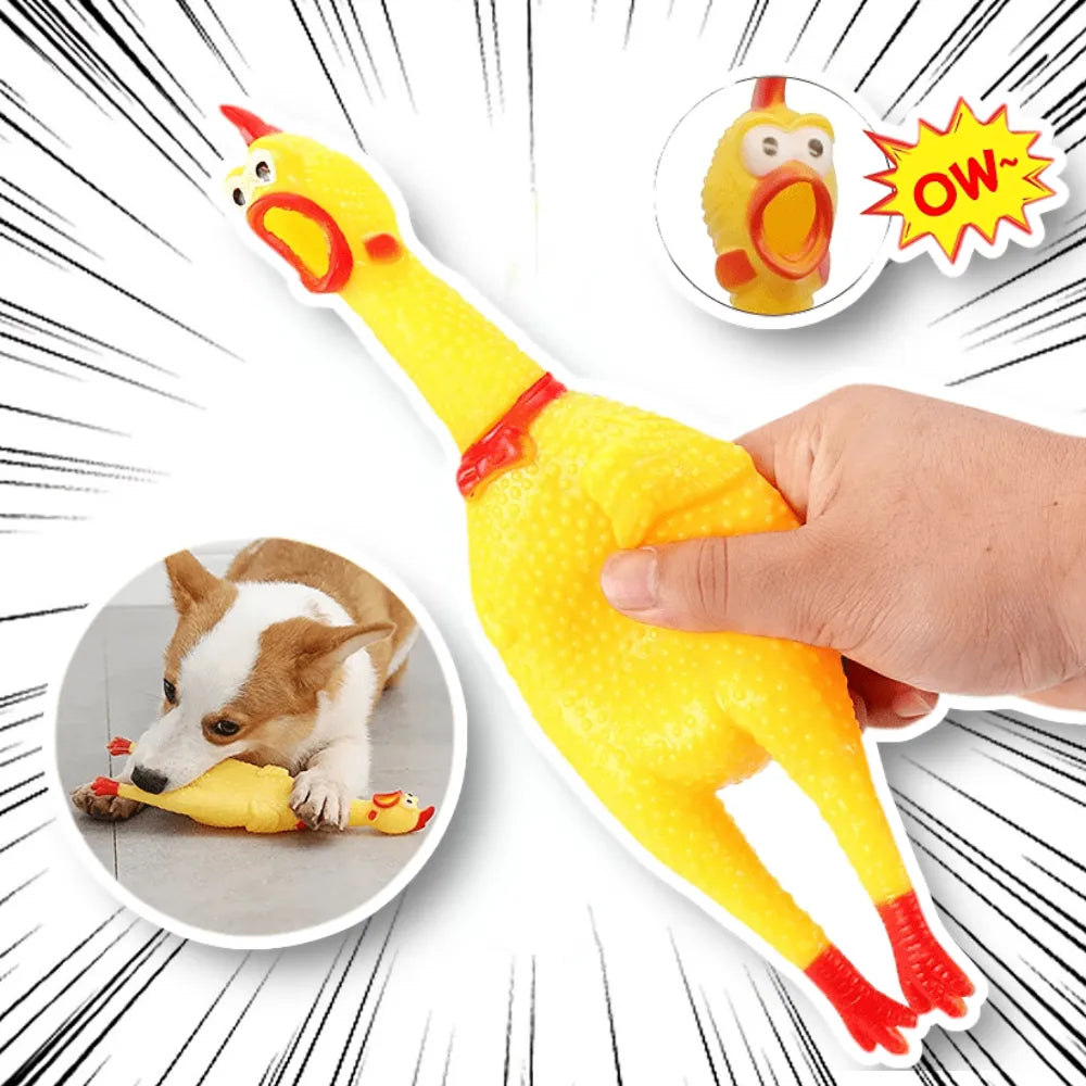 ChuckleChick rubber chicken dog toy squeaking Corgi biting legs with squeak action shot