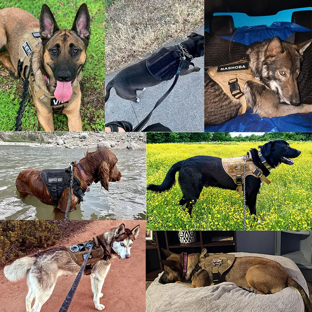Sniffwagglendwalk Large Harness And Leash Sets. - Sniff Waggle And Walk
