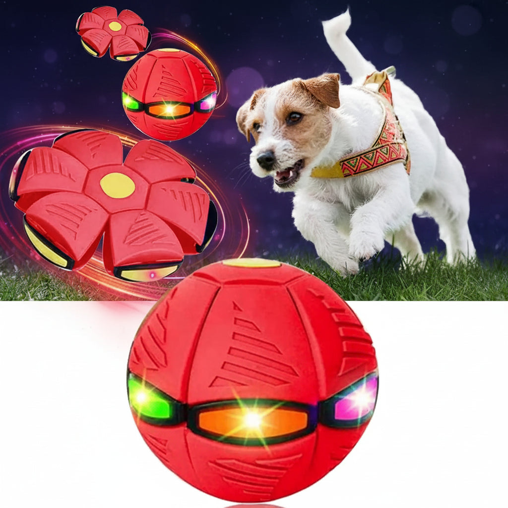 TransformaBall pink LED version with 6 lights Jack Russell running to catch disc outdoor