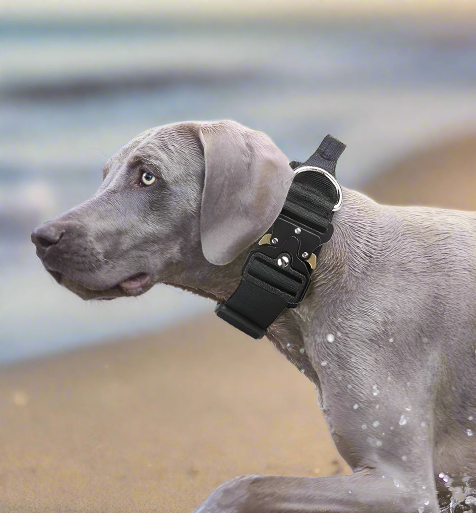 TitanPaw SniffWaggleNWalk tactical dog collar black premium quality