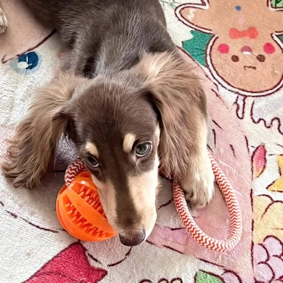 Hemp rope slow feeder dog toy with looped handle and rubber dental ball